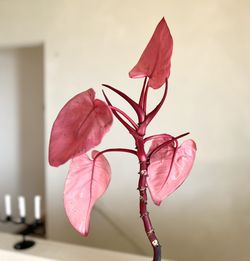philodendron florida green standort Philodendron Florida Green