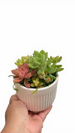 Mixed Succulent Planter 