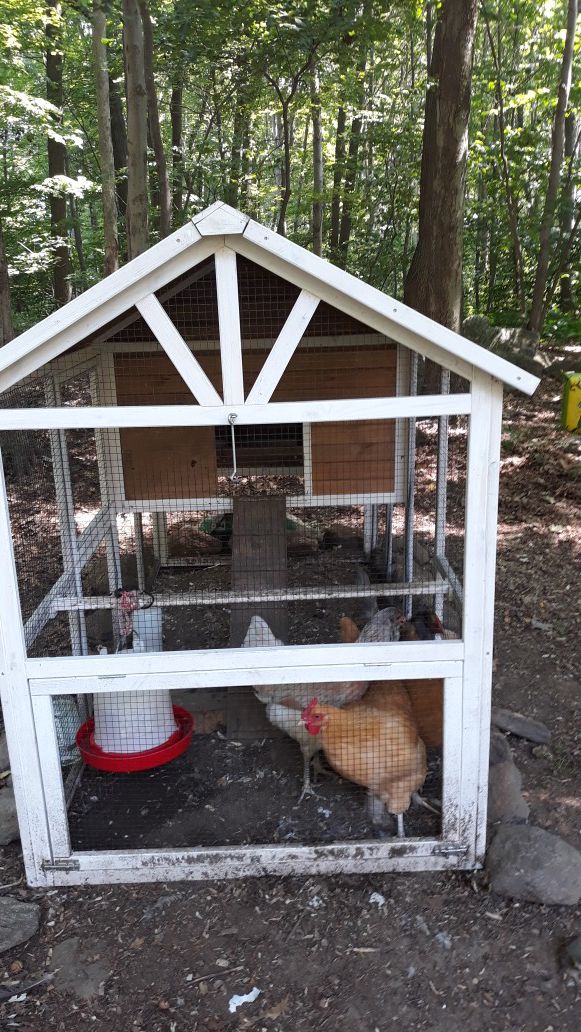 Chicken coop with chickens.