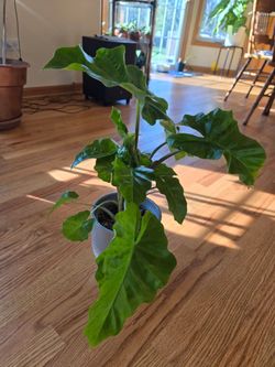 **Read ** Alocasia low rider