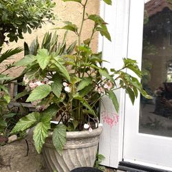 Large Begonia Plant With Pot