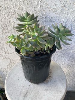 1 Gallon Pot Succulent Plant - Graptosedum Ghosty Hybrid - Rooted & Established - Drought Resistant 🪴