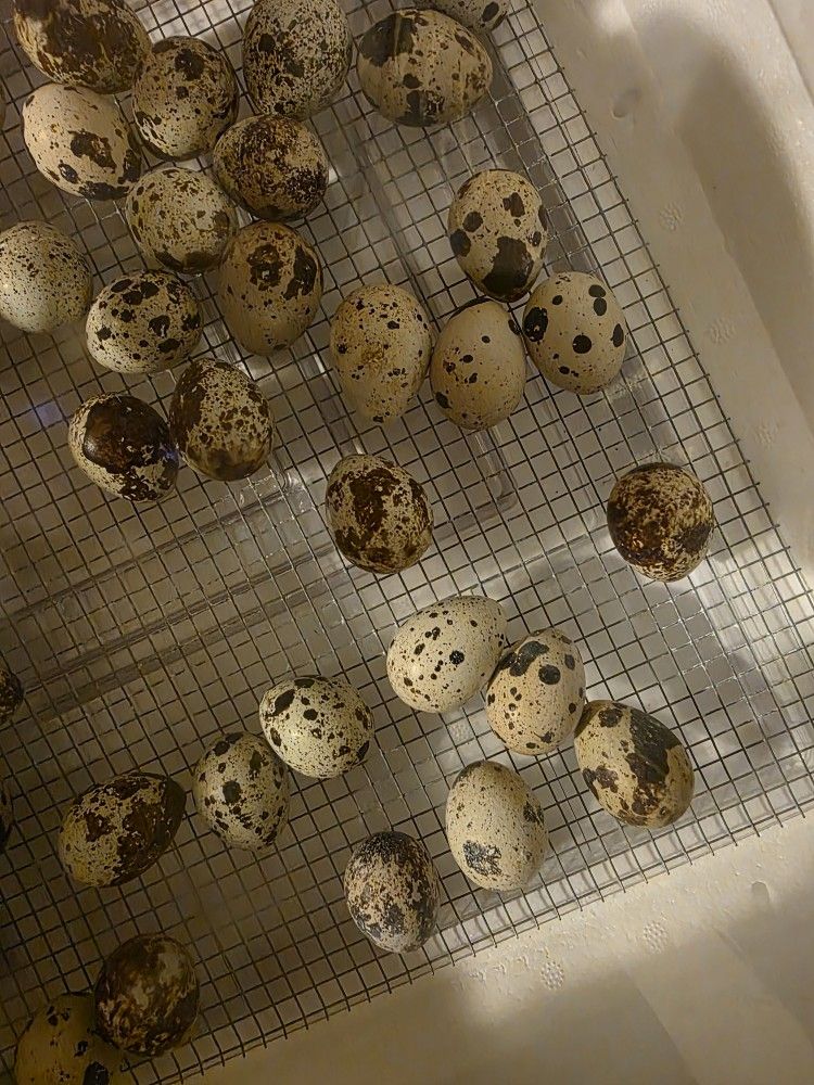 Quales Eggs and chicks. Fertilized Eggs, ready for Incubation.