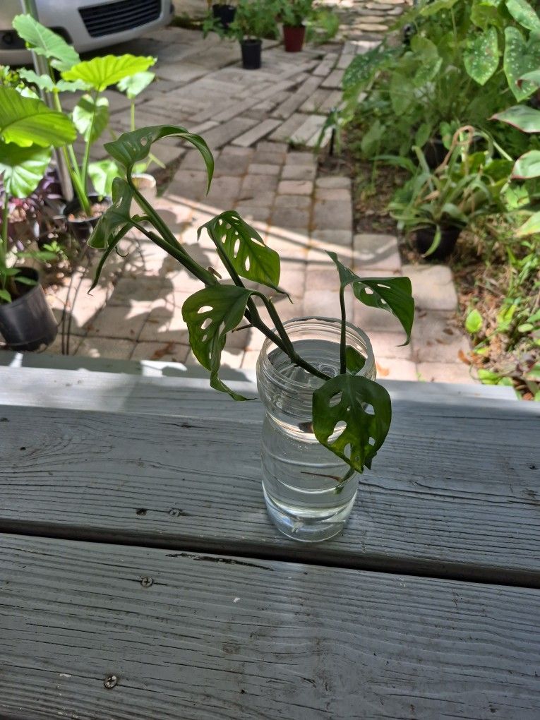 Monstera Adansonii Narrow leaf Clipping