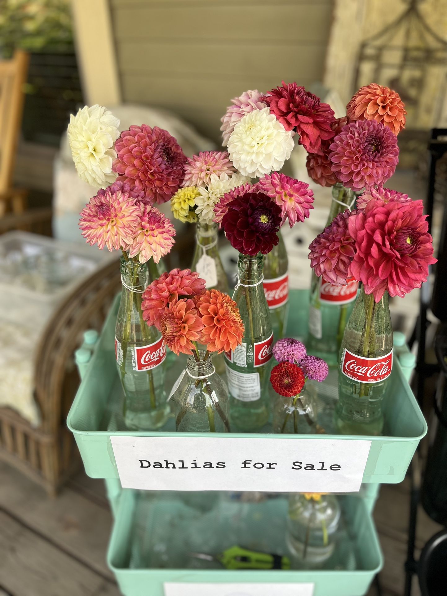 Cut Dahlias For Sale 