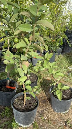Thai White Guava Tree (3 Ft Tall) With Guava 