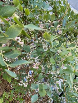 Blueberries-Fresh hand pick organically grown