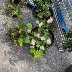 Buganvilla  JasminRosalesRosa Del Desierto Coronas De Cristo