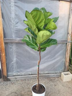 Fiddle Leaf Plant 4.5' to 5' 10" Nursery Pot