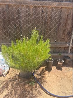 Monterey Pine $100.00 each