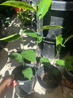 Jackfruit tree growing from seed