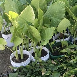 House Plants Indoor And Outdoor