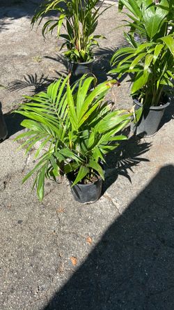 Palm tree