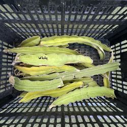 Dragon Fruit 🐉  Cuttings White And Red Flesh Purple Haze Voodoo Child Plant Cactus Fruit Tree