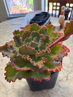 Beautiful plant and right now is blooming