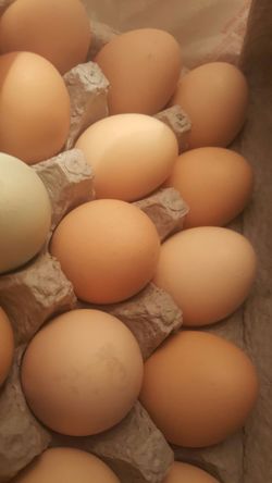 Fresh duck and chicken eggs