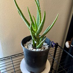 Aloe Vera Plant