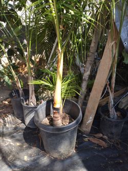 King palm