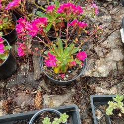 Lewisia