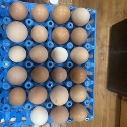 Huevos Frescos