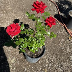 Rose Bush