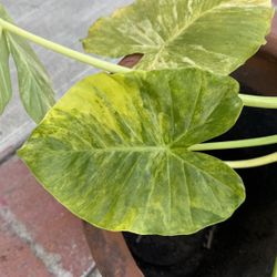 Alocasia Gageana Aurea Cutting Variegated Elephant Ear Plant 