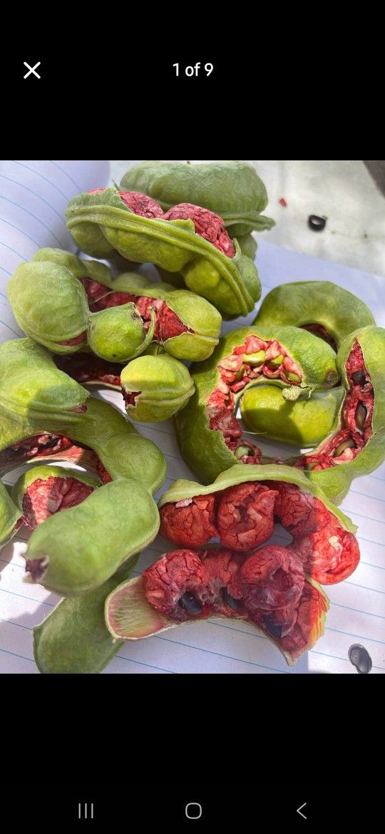 Tambachile