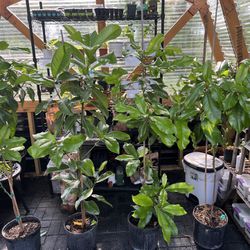 Plants for sale!