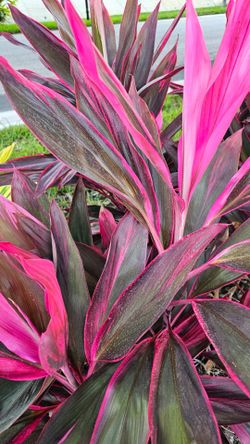 Cordyline 'Red Sister' (aka Hawaiian Ti Plant or Good Luck Plant)