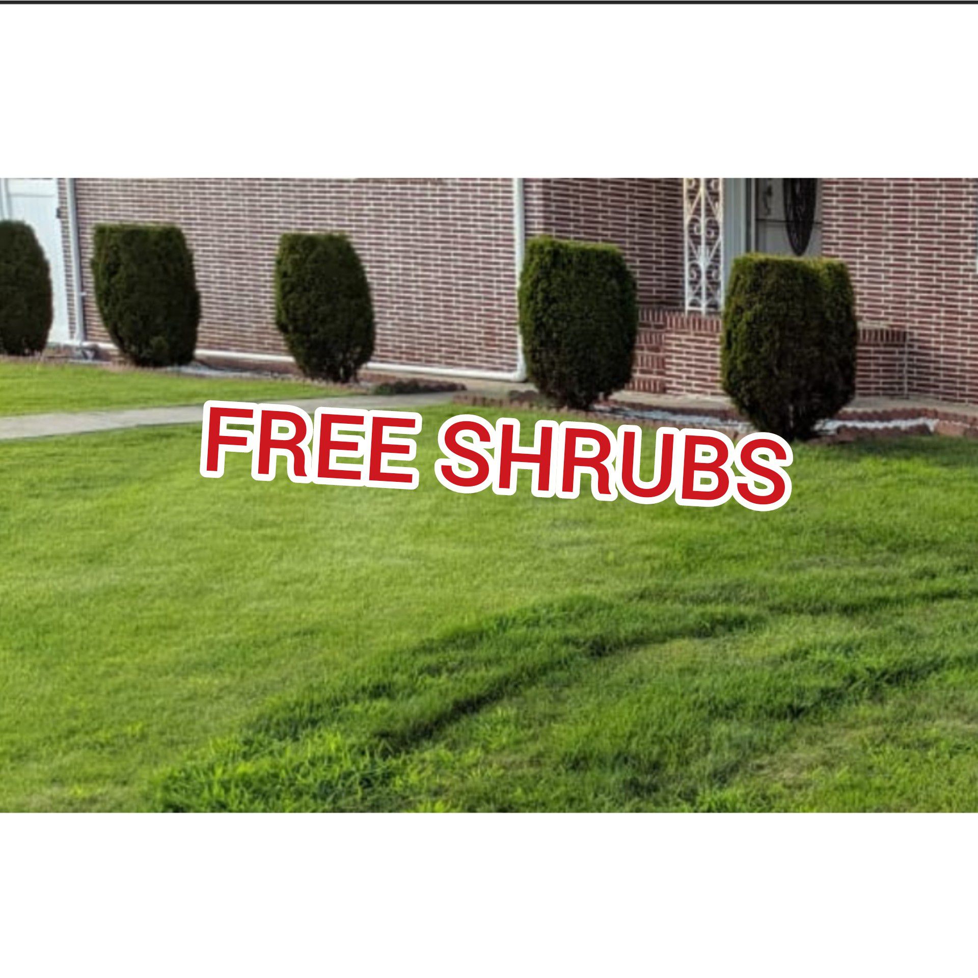 10 Free Shrubs Arborvitae