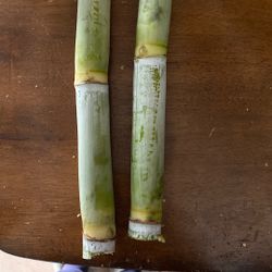 Sugar Cane - Caña