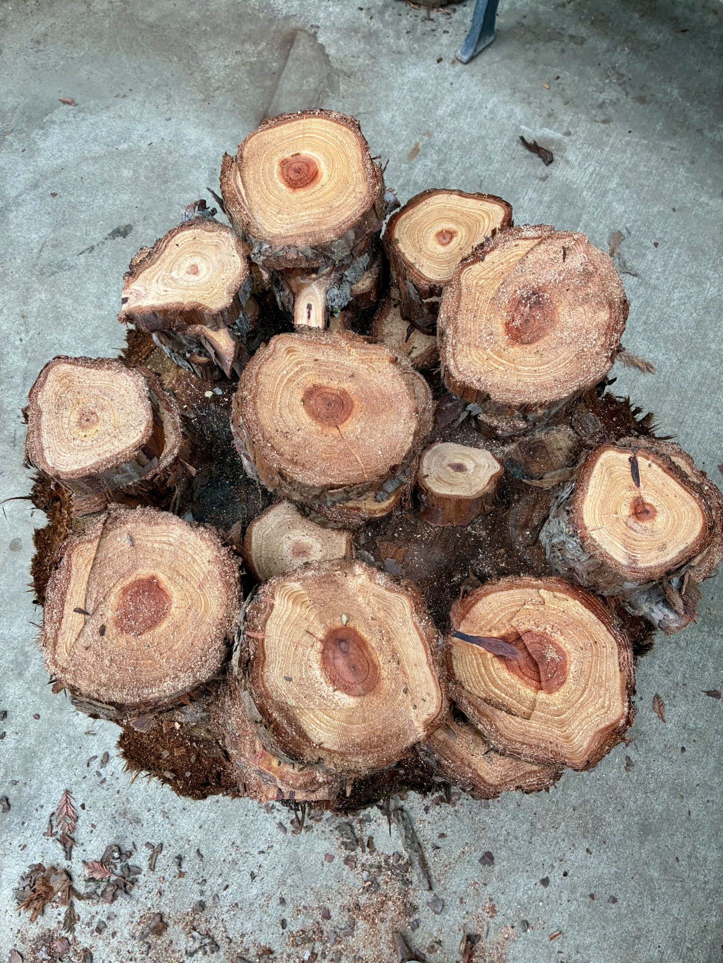 ❤️🎄Small Redwood Rounds🌲$3 Each