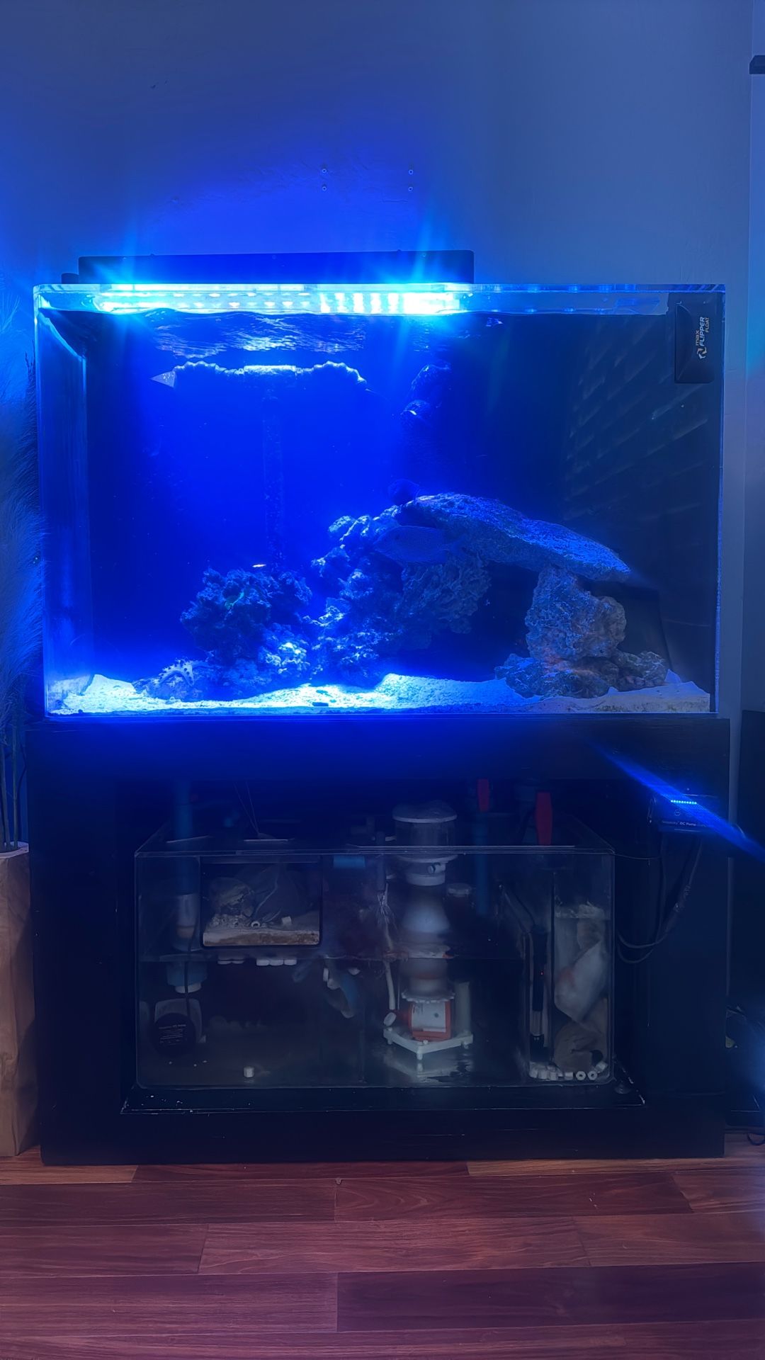 Custom Curved Saltwater Aquarium Setup Plus Sump