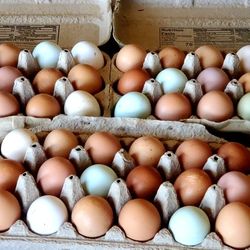 Fertilized HATCHING eggs For Hatching Chick's Or Broody Hen Chicken