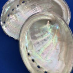 Eight Abalone Shells, ~3 inch long