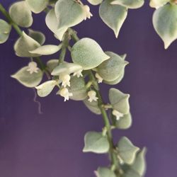 Dischidia Variegated Million Hearts 