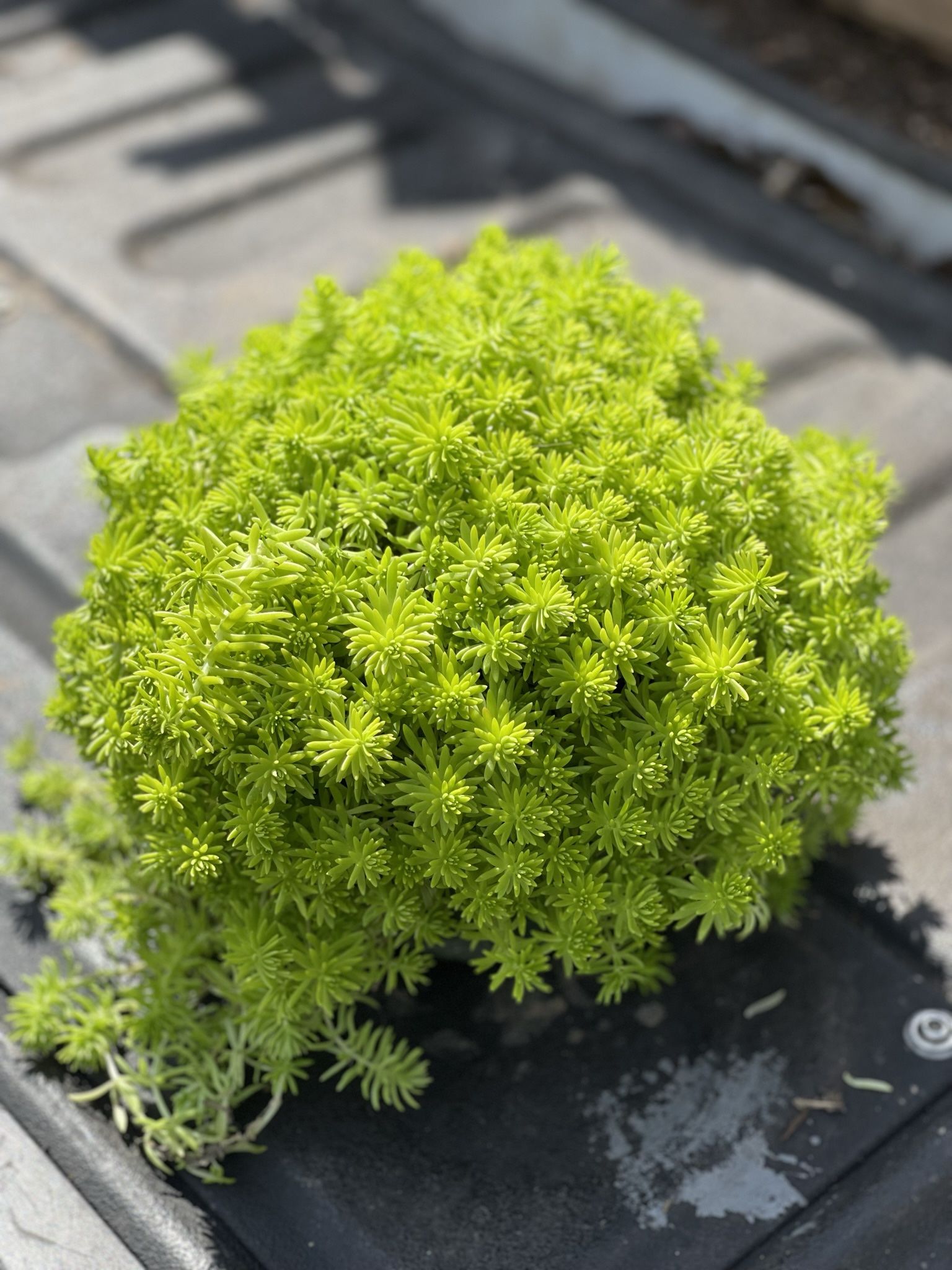 Mexican Sedum
