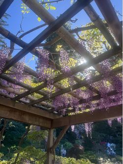 Wood Pergola FREE!!!