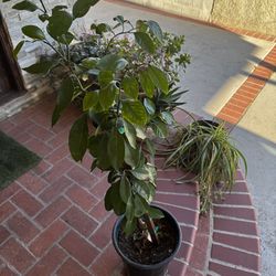 Star ruby red grapefruit fruit tree