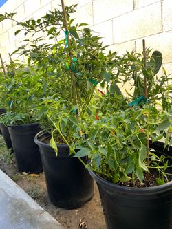 Chile Plants