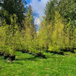 Bamboo Plants