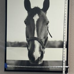 Framed Horse Canvas