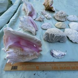 Conch Shell - Large Plus All Set 