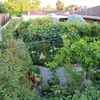 Garden Plants