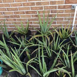 Aloe Vera  Organic
