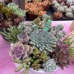 Succulent Arrangements From $10 And Up