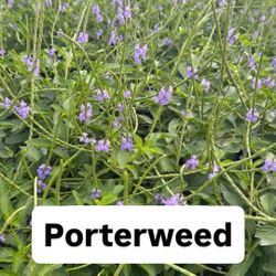 💜 Plant: Porterweed 