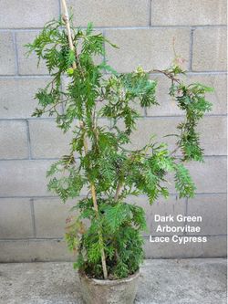 Lace Cypress Evergreen Tree Shrub
