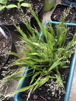 Ornamental grass great for floral arrangement