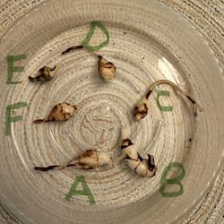 Variegated Dragon Scale Corms!